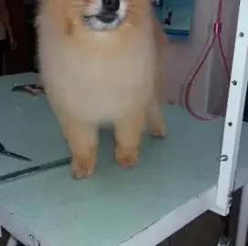 Grooming of pets.
