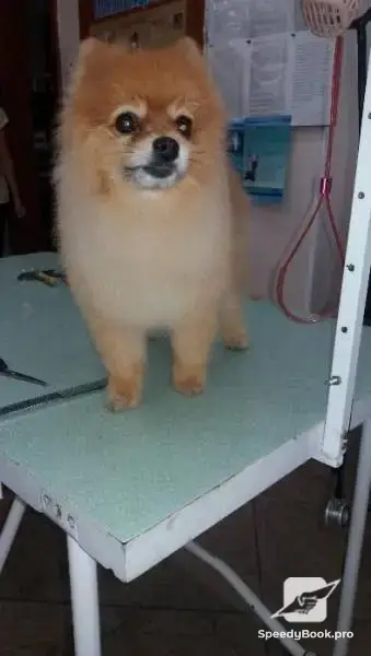 Grooming of pets.