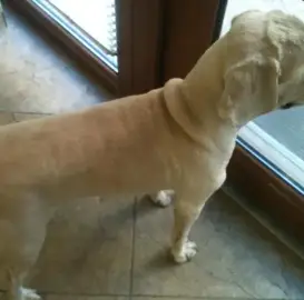 Grooming of pets.