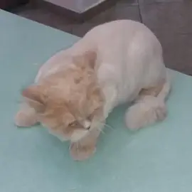 Grooming of pets.
