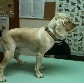 Grooming of pets.