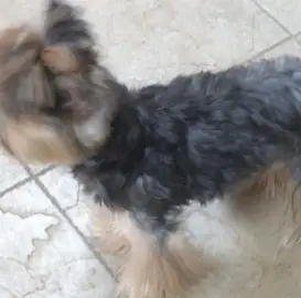 Grooming of pets.