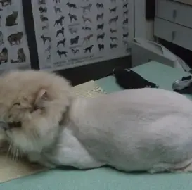 Grooming of pets.