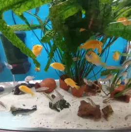 Cleaning of Aquariums