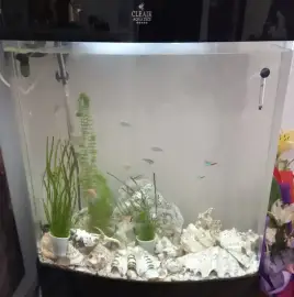 Cleaning of Aquariums