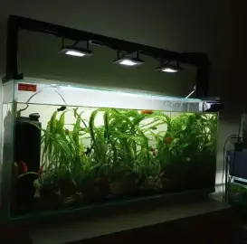 Cleaning of Aquariums