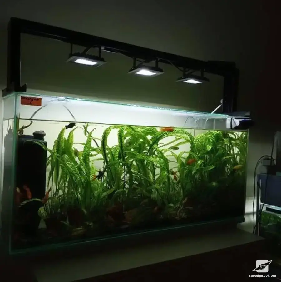 Cleaning of Aquariums