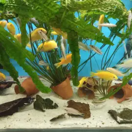 Cleaning of Aquariums