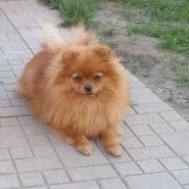 хотел за кучета и котки