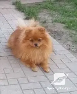 Хотел за кучета и котки