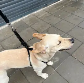 Dog walking