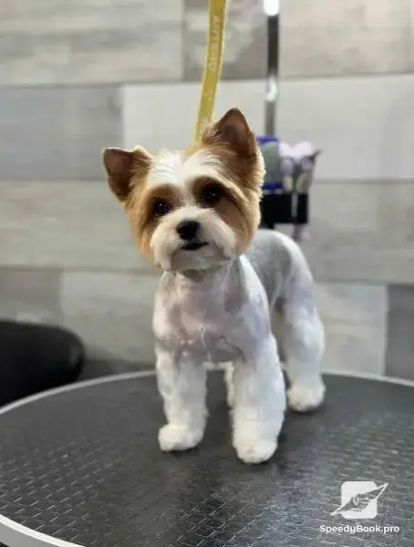 Груминг Pet Barber Варна