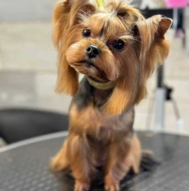 Груминг  Pet Barber Варна