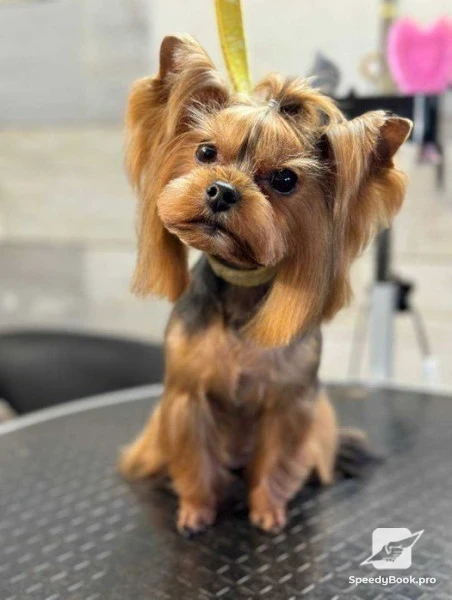 Grooming Pet Barber Varna