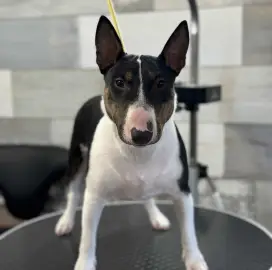 Grooming Pet Barber Varna