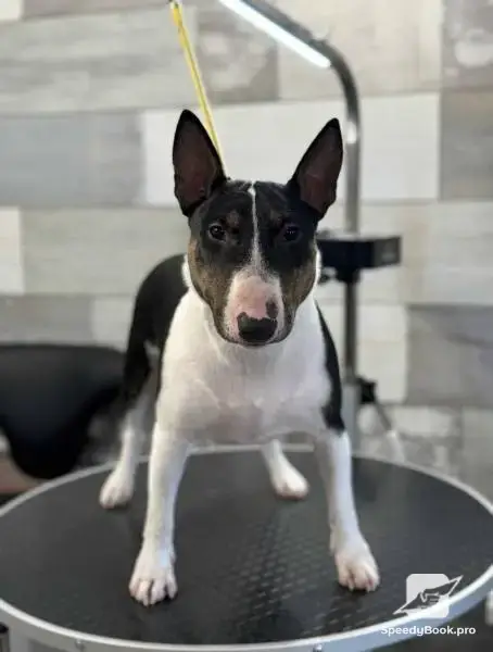 Груминг Pet Barber Варна