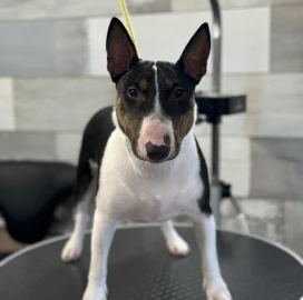 Груминг Pet Barber Варна