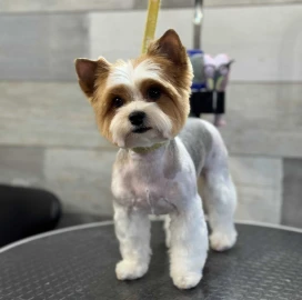 Груминг Pet Barber Варна