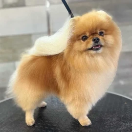 Груминг Pet Barber Варна