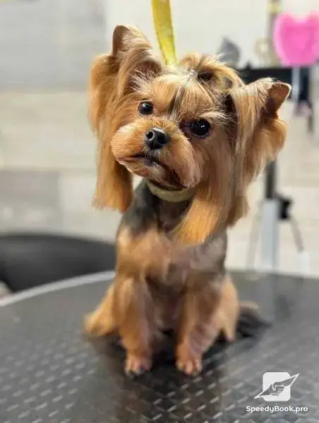 Grooming Pet Barber Varna