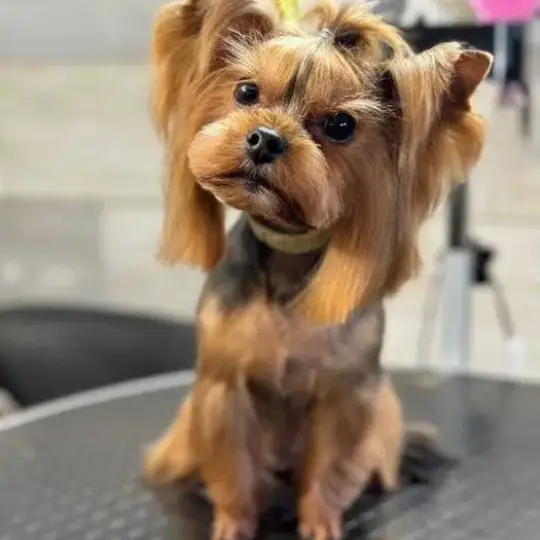 Груминг  Pet Barber Варна