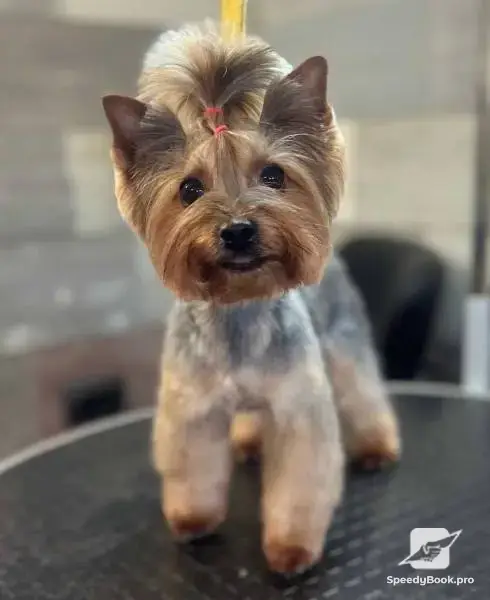 Груминг Pet Barber Варна