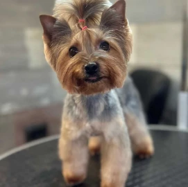 Груминг Pet Barber Варна