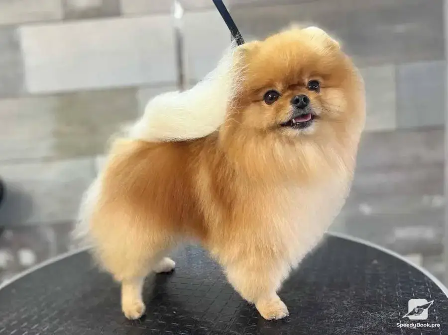 Груминг Pet Barber Варна