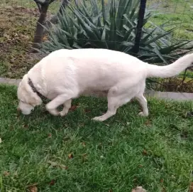Pet Sitting (Animal Hotel)
