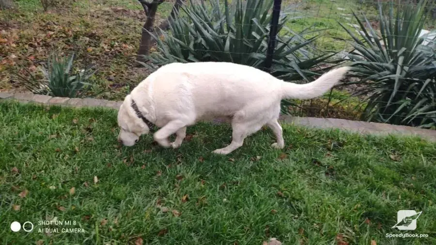 Pet Sitting (Animal Hotel)