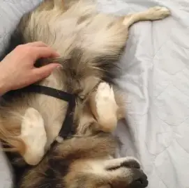 Pet Sitting (Animal Hotel)