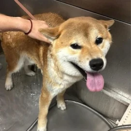 I offer grooming of dogs