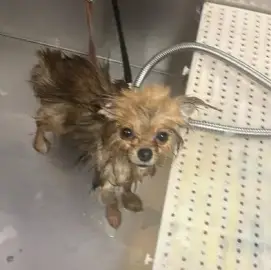 I offer grooming of dogs