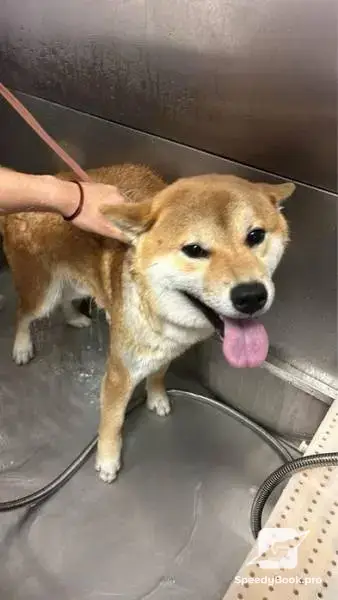 I offer grooming of dogs
