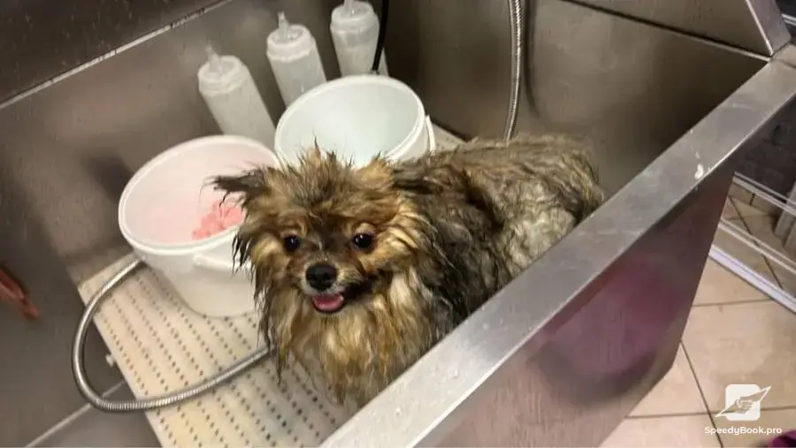 I offer grooming of dogs