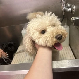 I offer grooming of dogs