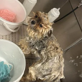 I offer grooming of dogs
