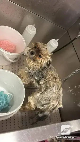 I offer grooming of dogs