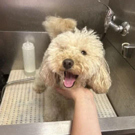 I offer grooming of dogs