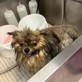 I offer grooming of dogs