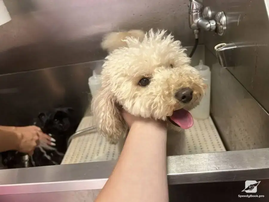 I offer grooming of dogs