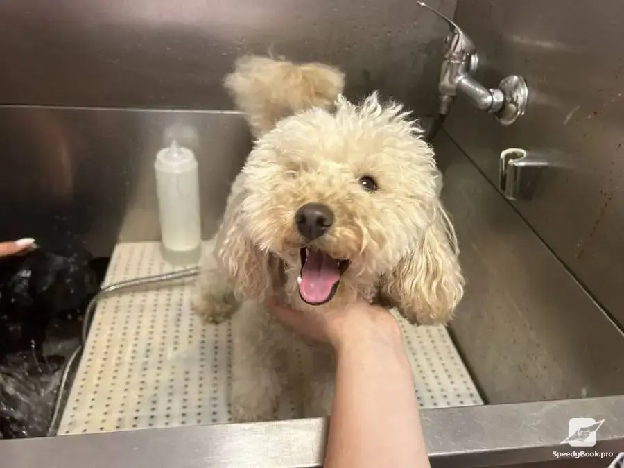 I offer grooming of dogs