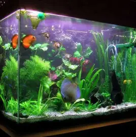 Aquarium maintenance