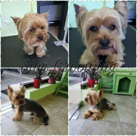 Grooming Services. Bathing, grooming, pet combing