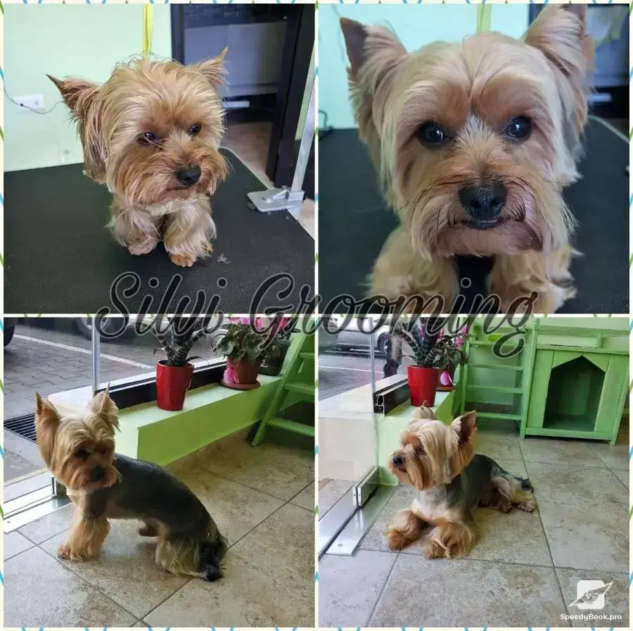 Grooming Services. Bathing, grooming, pet combing
