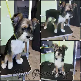 Grooming Services. Bathing, grooming, pet combing