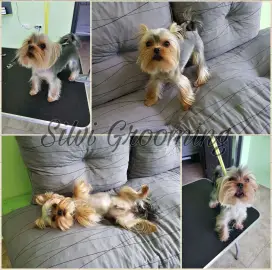 Grooming Services. Bathing, grooming, pet combing