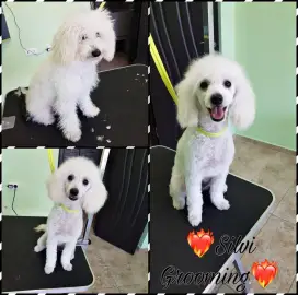 Grooming Services. Bathing, grooming, pet combing
