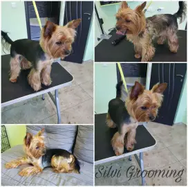 Grooming Services. Bathing, grooming, pet combing