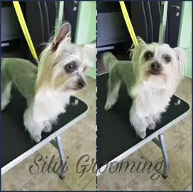 Grooming Services. Bathing, grooming, pet combing